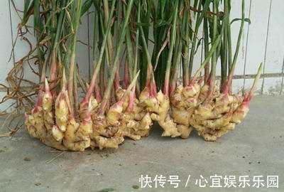 花友|盆里种“生姜”，比君子兰好看，2个月“摘1次”，能吃6个月！