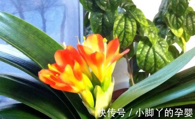 冬季养君子兰，2种垃圾扔盆里，做好2点，根系壮开花旺