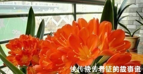 养花就浇“1种水”,盆土不板结,叶绿花还多,比施肥强得多!