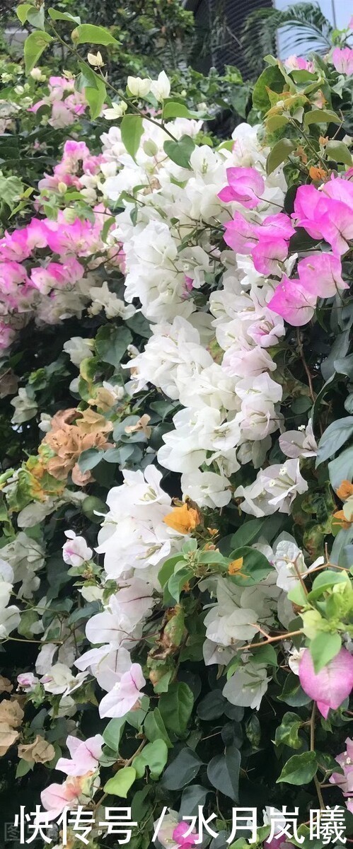 春夏秋冬@情思缱绻,碎语年华,总有一个人,止于唇齿,掩于岁月