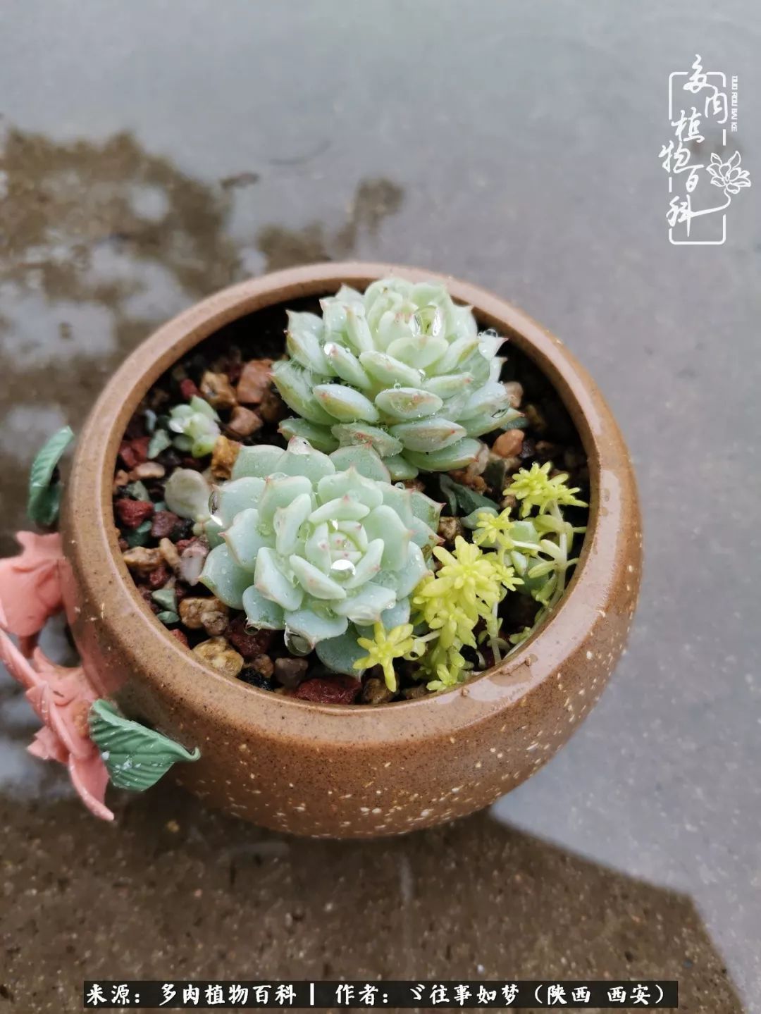 愿你付出甘之如饴,愿你所得归于欢喜!