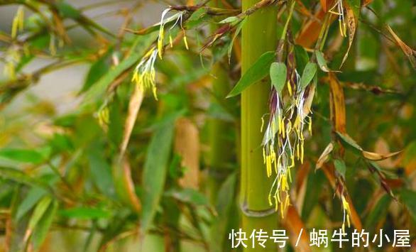 搬家|老话说竹子开花，马上搬家，竹子开花为什么要搬家，确有道理
