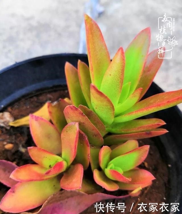 如何让多肉变美看看我是如何宠它们的!如何让多肉变美看看我是如何宠它们的!