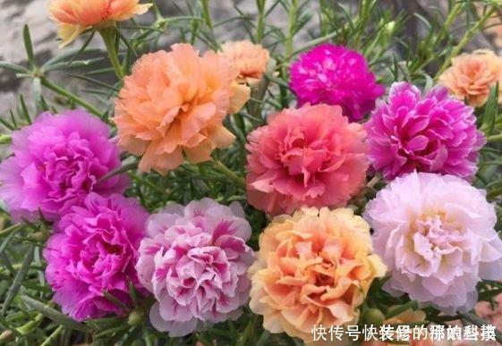 4种花是花中劳模，一年四季开花不断，枝头花苞满