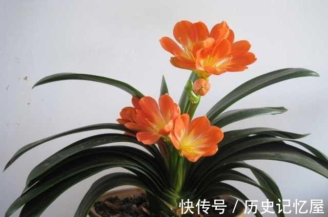 看君子兰的叶子,就知道缺啥,及时补,一片更比一片亮!