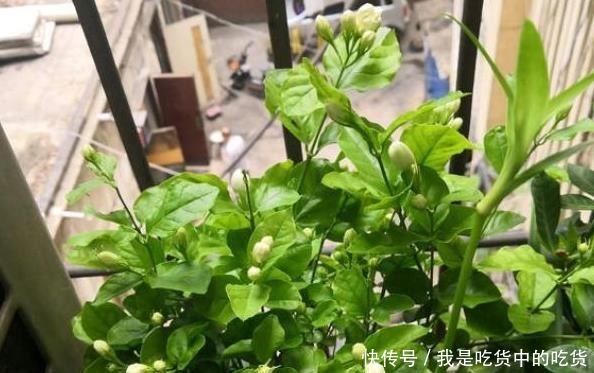 茉莉花僵苗怎么办2个“动作”改过来，新芽又窜满，开花开不停！