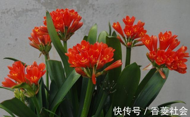 君子兰|君子兰开花有4把“锁”,明白人逐一打开,想不开花都很难