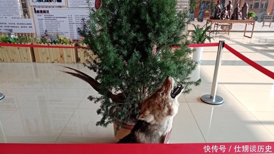 红豆杉是天然健康树,与野狼标本一起摆在展厅,真是赏心悦目