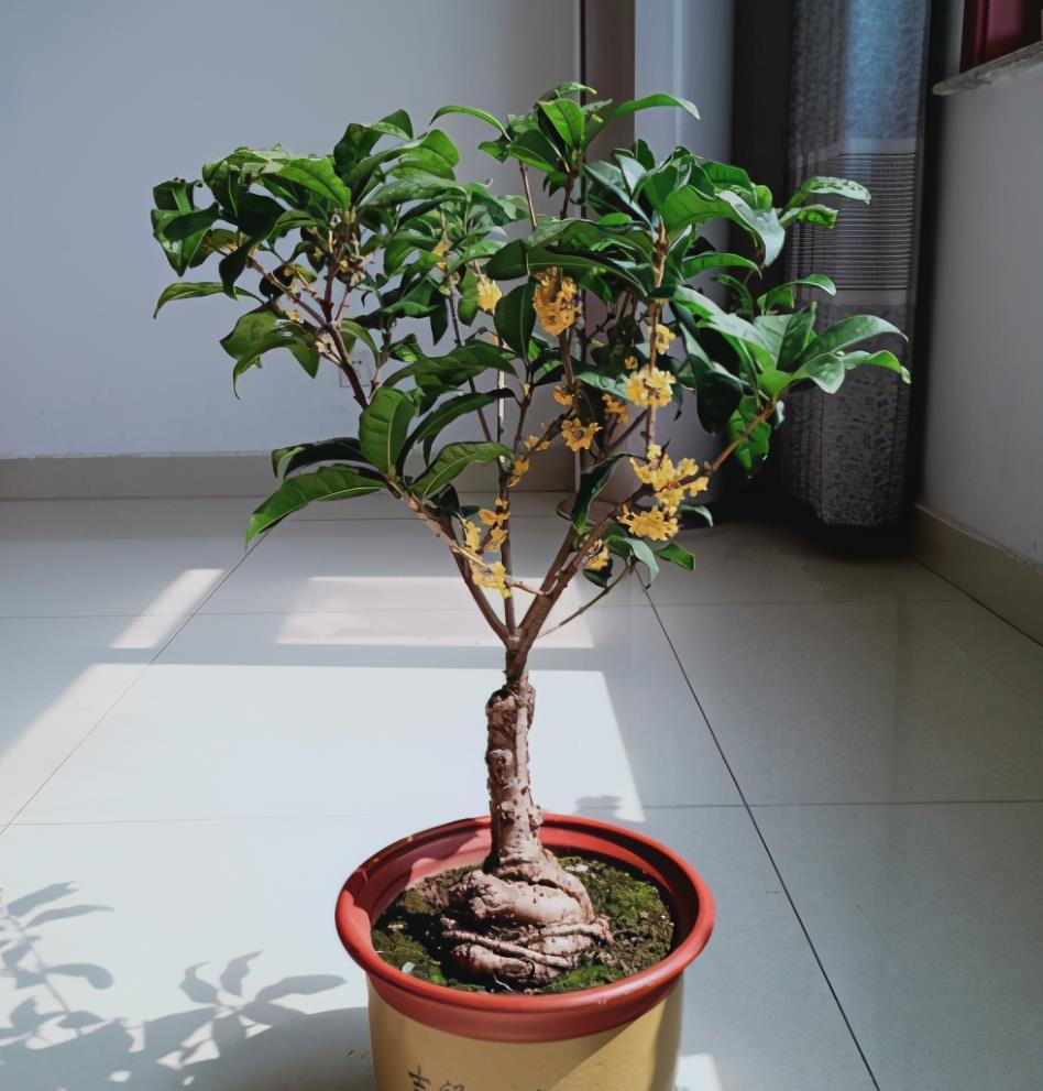 为啥花市的花用园土种长得好?如果你想用,要保证做好4点才行