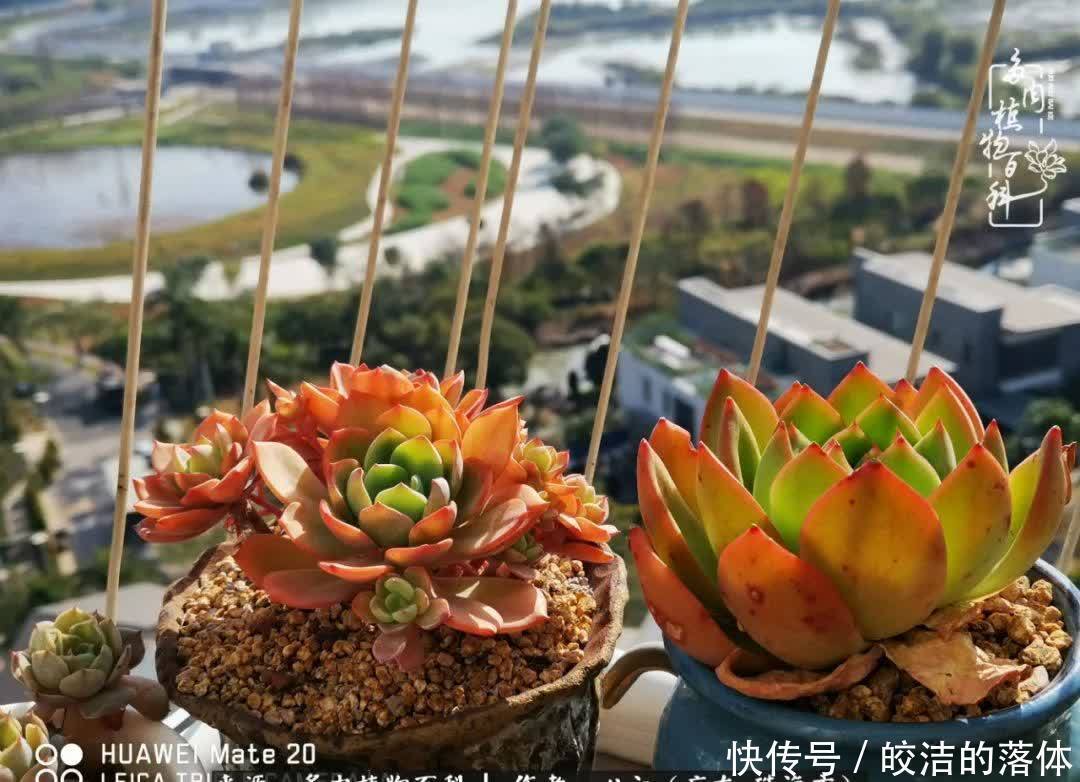 肉肉|与多肉的相遇,就是一场治愈之旅