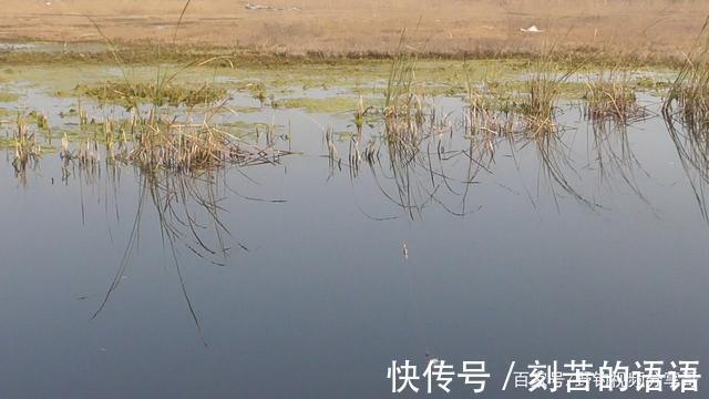 浮漂|两个小时钓五斤鲫鱼，因为我发现了这一点，然而很多人不知道