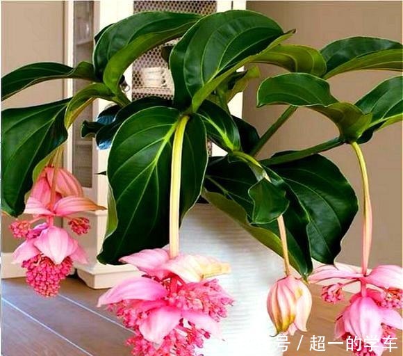 1种高级“盆栽花”,开花贼漂亮,养在室内当年宵花,惊艳四座!