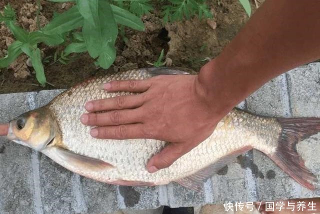 玉米这样用，让钓鱼效果翻倍，鲫鱼鲤鱼草鱼鳊鱼都爱吃，别错过