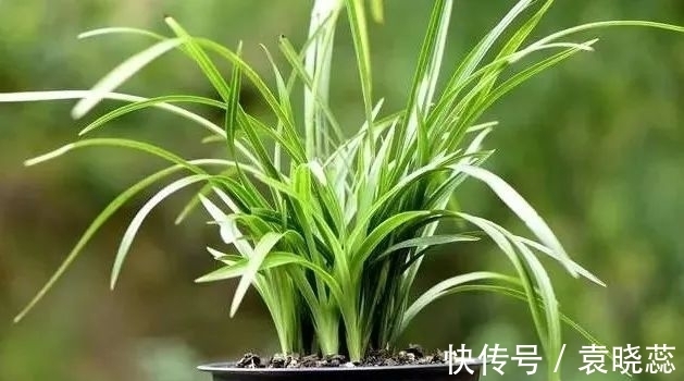 透水|兰花浇水有讲究,浇半截水还是浇透水,究竟怎么掌握?