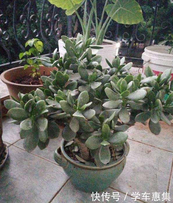 这花冬天不能放在室外,气温低于5度就死亡,太可怕了!