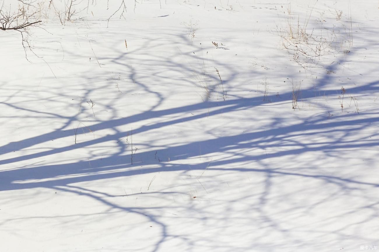 童话世界|【爱卡踏青季】穿行于乌兰布统洁白的童话世界②白桦林间