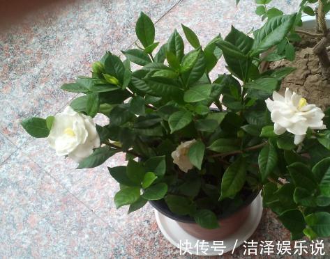 植株|家庭养花如何浇水注意3个“细节”,根系壮,开花多,植株旺