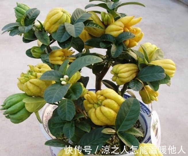 这植物也许对谁都有帮助,因为目前益处很大,尤其是果实,请熟知