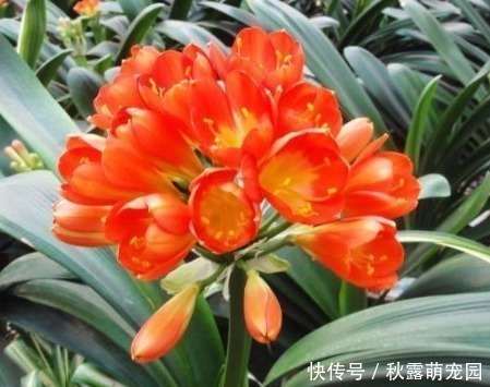 君子兰|“3种花”不要随便送人，多养几盆在家，不仅旺宅还招财！