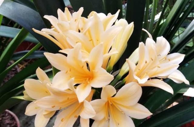 补肥|这种“大补肥”,君子兰最爱吃了,半个月用1次,新芽抽不停