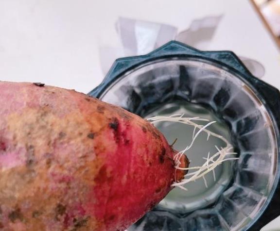 红薯水培教程来了,能看又能吃,惊喜源于生活