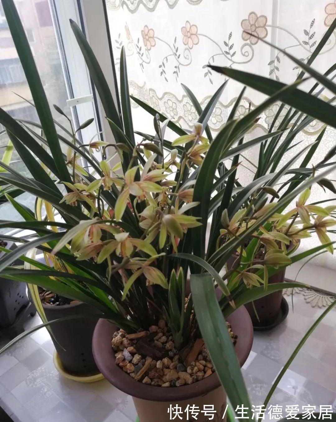 绿萝穷养,兰花富养,才能养成宝贝,你真的懂吗?