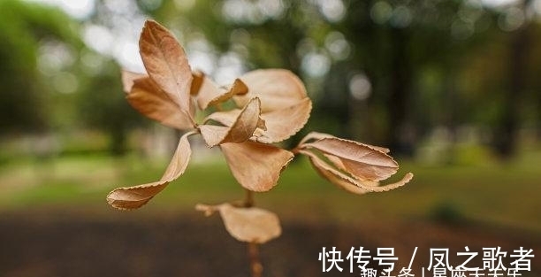 生肖狗|中旬之后，桃花盛开，情谊不改，力挽狂澜，财运大好，从此不再见