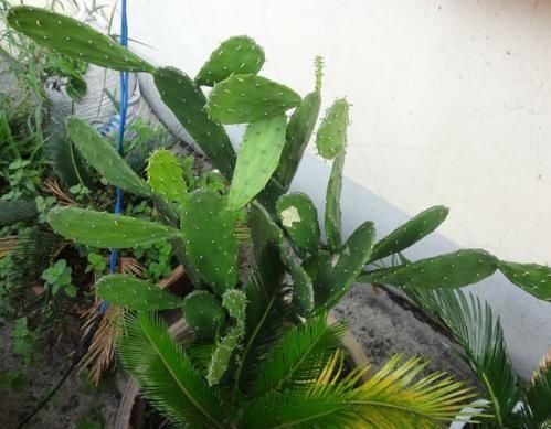 3种其貌不扬的植物,养一盆家里变成“天然氧吧”,是盆栽佳品