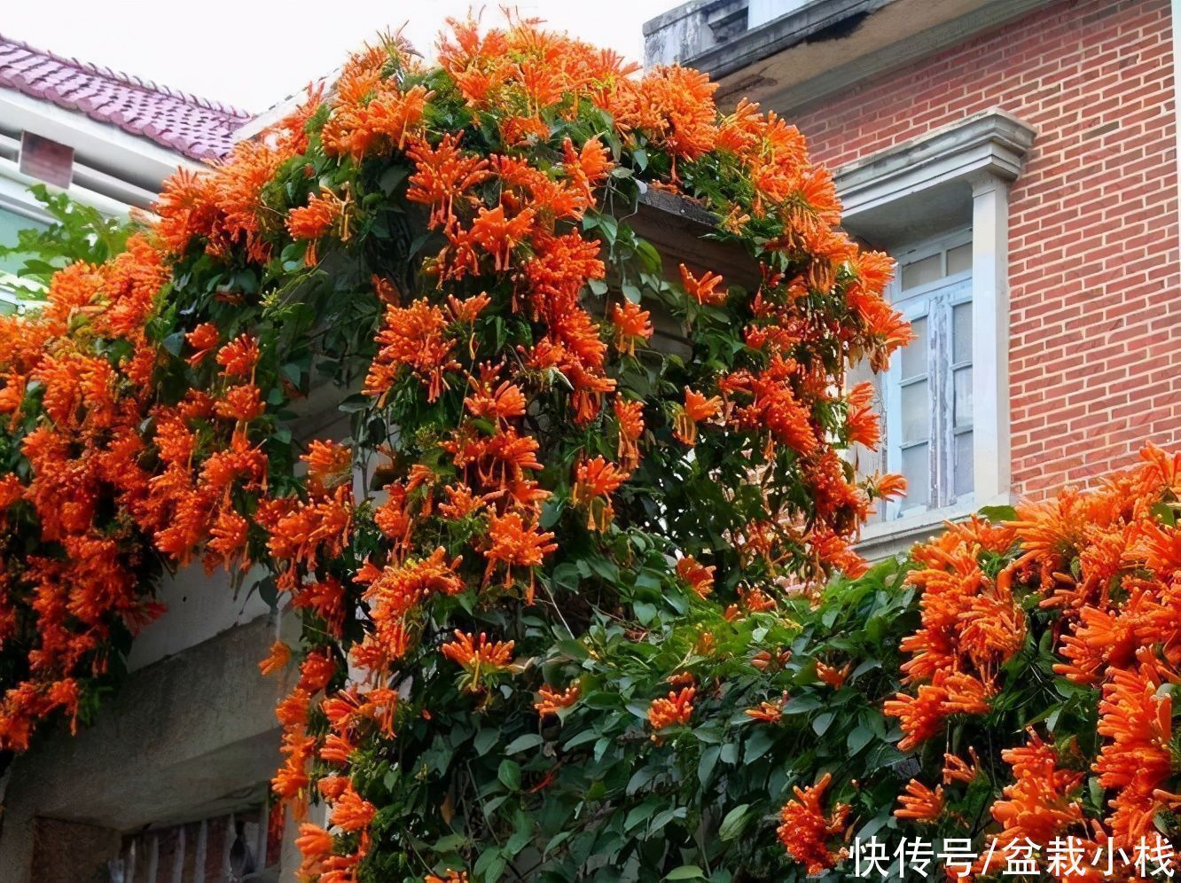 凌霄花|去养花牛人家里，走进院子被迷住，这些花真大气