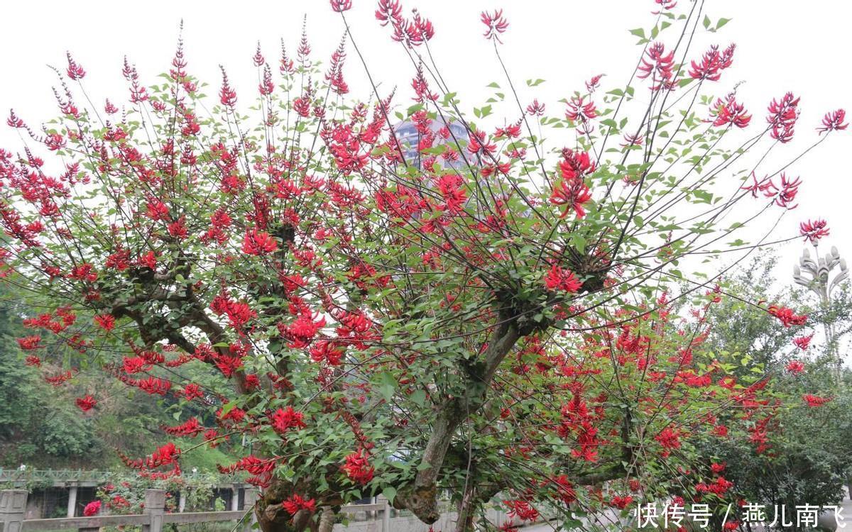 城区|沐川县城区：龙牙花开红似火