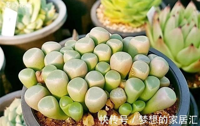 棒状|多肉五十铃玉叶形如小棒,顶端带有透明的窗,并且开花也好看