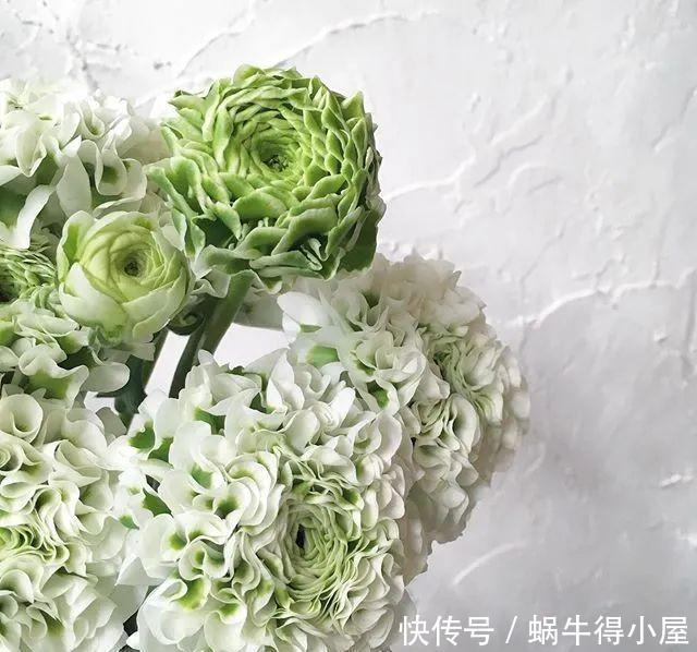 花友来稿|翩翩蝴蝶花还能开180天?看完文章你也可以