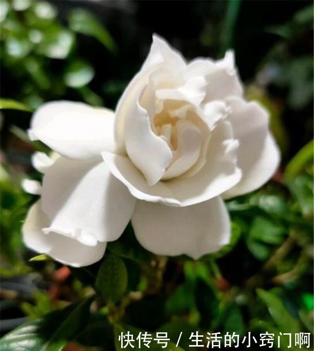 满枝|用3招“爆花术”叫醒栀子花,变身疯狂开花机器,花儿挂满枝!