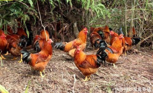 华草新克用|鸡生病吃什么药?学会对症下药