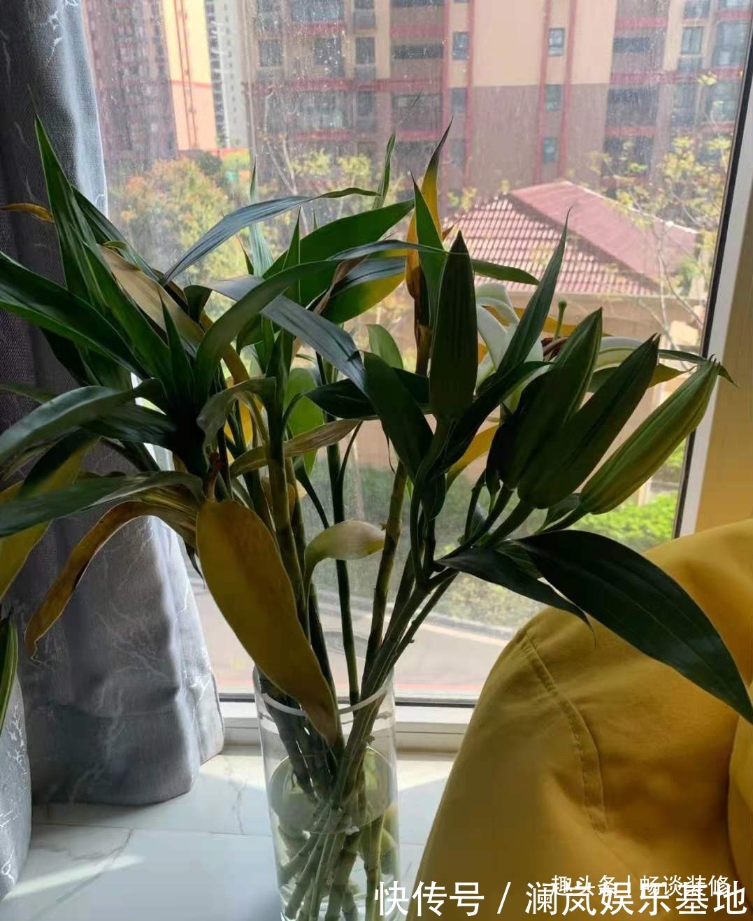 长寿花|养坏了几十盆花,才总结出来的避坑心得,养花新手看这篇就够了