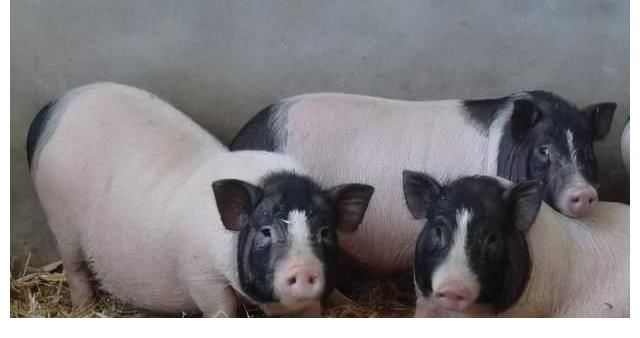 香猪|香猪猪瘟的病因剖检变化及诊断