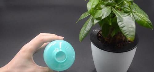 小窍门|不管多难养的花,浇水时加点它,不黄叶还不烂根,比花肥还好用