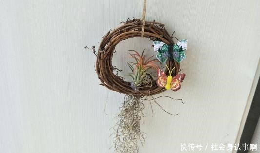 盘点我淘汰的各种花,当初花钱买了,后来含泪放弃……!