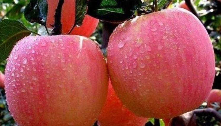  健康|冬天，多吃以下3种食物，健脾养胃，增强免疫，早吃早受益