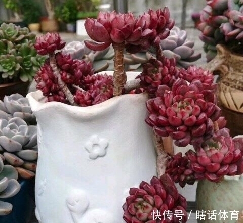 千佛手|这6种多肉养成悬崖桩,价格贵、颜值高,看起来真过瘾