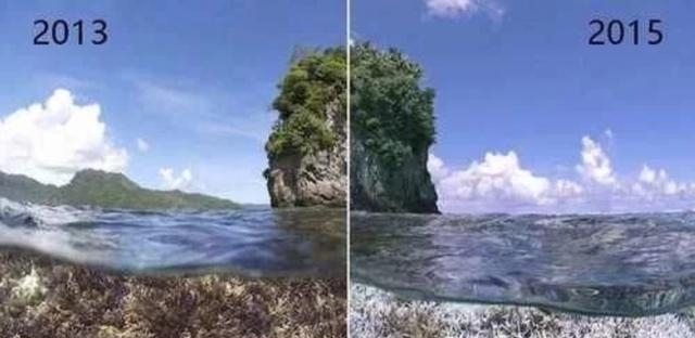 动物|一百年来,中国灭绝了多少动物?