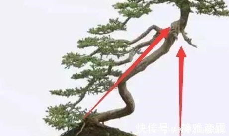 舍利干|盆栽案例欣赏，最贵的是舍利干，桃花类的美极了！