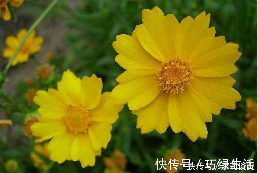 花卉|开花勤爱爆盆的花卉,好养又漂亮,随便一养成花海