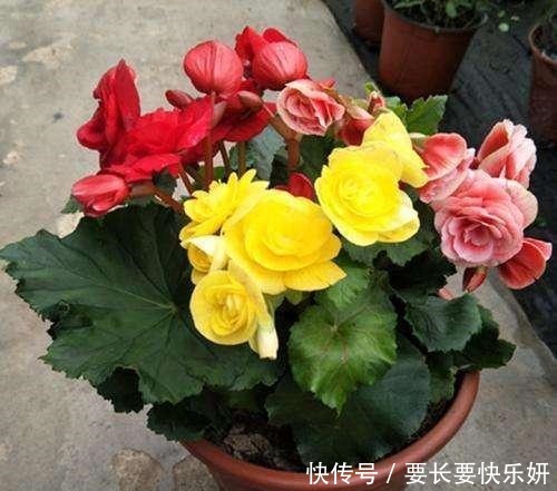 这3种花别养了,一不小心就热死,夏天最难养的三种花!