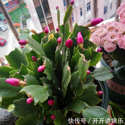 蟹爪兰烂根了,不用嫁接,盆里放2样东西,10年不烂根