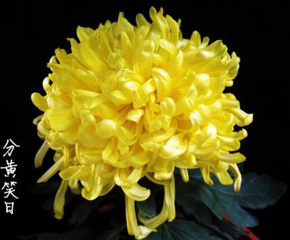 喜欢菊花，不如养盆“菊中珍品”，似优雅莲座，红艳美丽