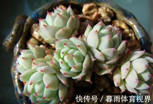 花卉|养花不能太勤快,这些懒人花,小盆种少浇水,越长越美!