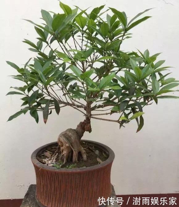 积水|为花友们介绍5种既养人又镇宅的花,盆栽养一盆很值