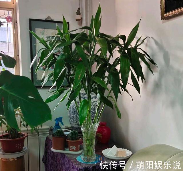 白掌花|旺财旺运的5种盆栽,好看好养,放家里一盆不吃亏