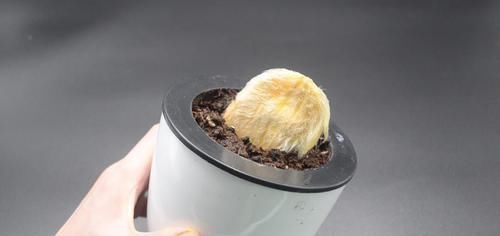 盆栽|芒果核扔掉可惜了,这个用途懂的人还不多,早点知道就好了